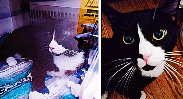 Otro gato sobrevivió al lavado en la lavadora