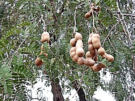 Árvore de tamarindo - data indiana