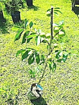 شجرة الجوز - ثمرة ثمار قيمة