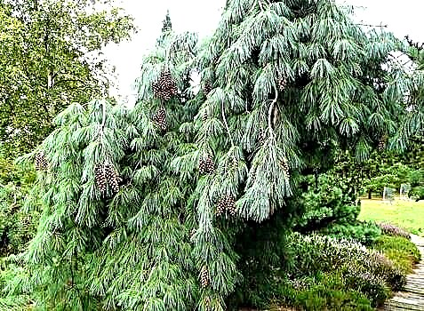 Types and features of the Weymouth pine