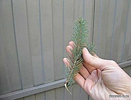 Blue spruce: planting and tree care, varieties and propagation