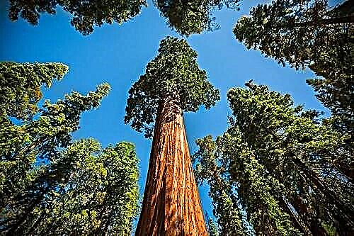 Sequoia Hyperion - držitel záznamu uvedený v Guinnessově knize