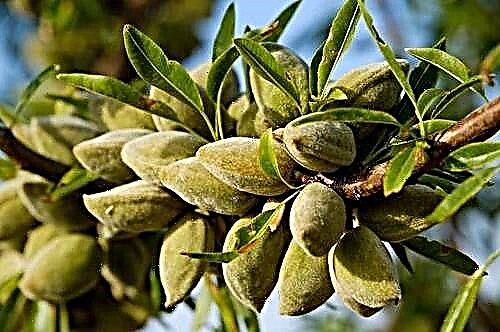 Almond tree - a source of valuable vitamins and minerals