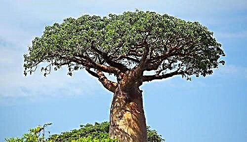 Baobab - unpretentious long-lived tree