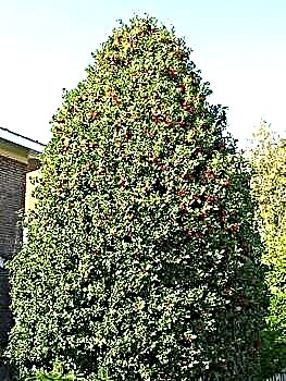 Evergreen Holly - relict tree
