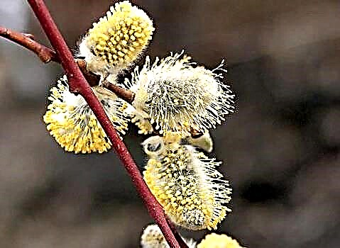 Willow (willow) - species, cultivation and care