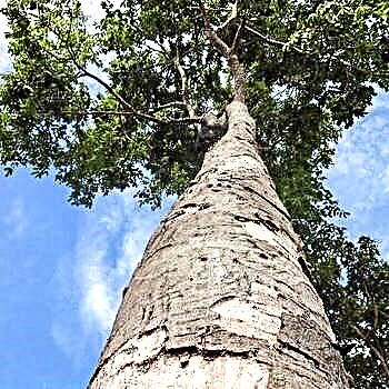 Zebrano - un arbre africain rare