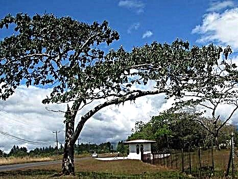 The lightest balsa tree