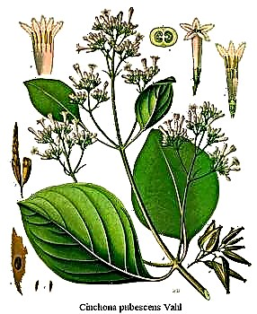 Cinghona - un arbre de toutes les maladies