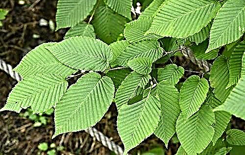 Charme d'arbre à feuilles caduques et ses propriétés inhabituelles