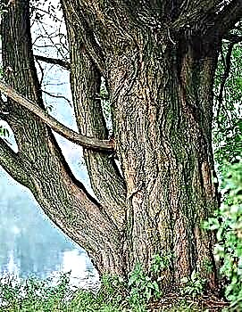 Dragocjeno ružino drvo - zadivljujuća svojstva drveta