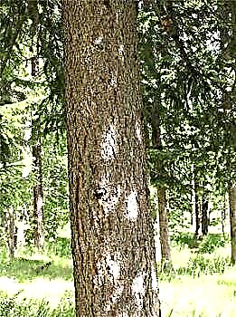 Siberian fir: description, planting, care