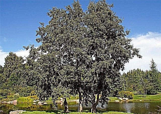 Aulne: une description de l'arbre et des propriétés du bois