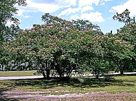 Albition - árbol de seda