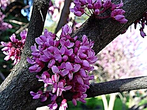 Tsercis est un arbre incroyablement beau en période de floraison