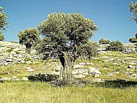 Olivo - un árbol del mundo antiguo