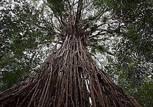 Ficus bengal - une plantation d'arbres médicinaux