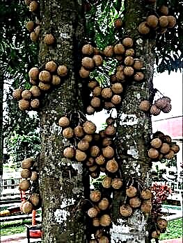 Keppel - a tree with unique fruits
