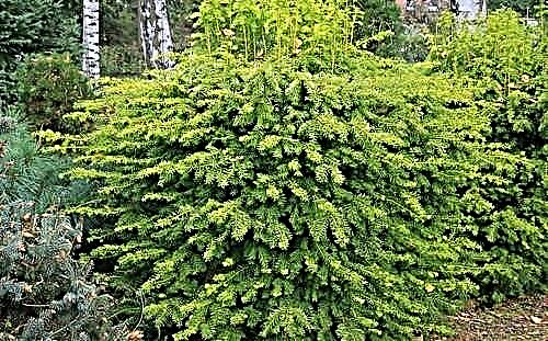 Yew - coniferous tree or shrub, all varieties of which are poisonous