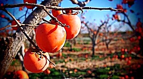 Persimmon - types, distribution, cultivation and care