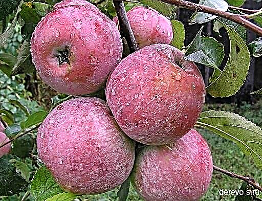 Variedades de manzanos: Lungwort, Melba, Welsey, relleno blanco, columnas, características de plantación y cuidado.
