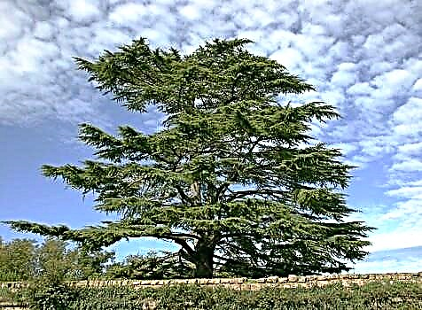 Libanesisk cederträ - den berömda nationella symbolen för Libanon