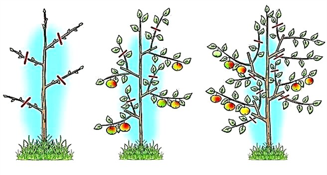 Kuinka karsia omenapuuta syksyllä - kaavio ja työmenetelmä