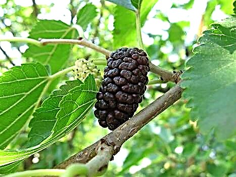 Pokok mulberry - jenis dan sifat berguna