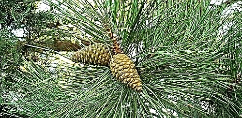 Pallas Pine - uma árvore rara com uma coroa piramidal