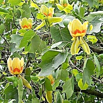 Liriodendron tulip - an exotic tree with large four-lobed leaves