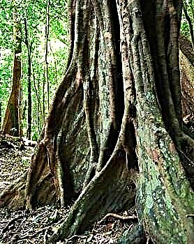 ईबोनी (ईबोनी) वृक्ष की कीमत $ 100 प्रति किलोग्राम है