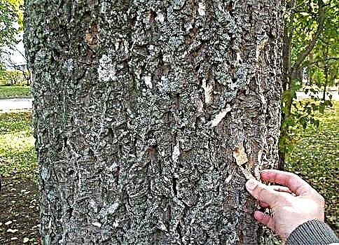 Амурський оксамит - відмінна заміна коркового дерева