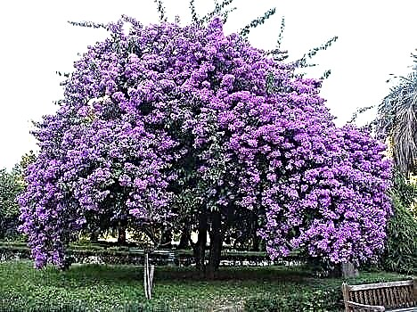 الجاكاراندا - شجرة تعطي الجمال