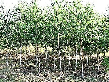 Hogyan ültethetünk nyírfakat egy helyre: hely kiválasztása, nemesítési módszerek