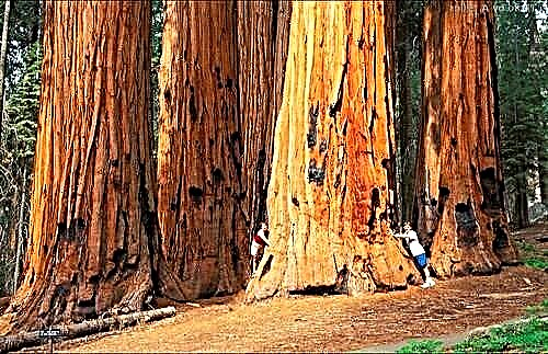 Giant evergreen sequoia - the largest tree in the world