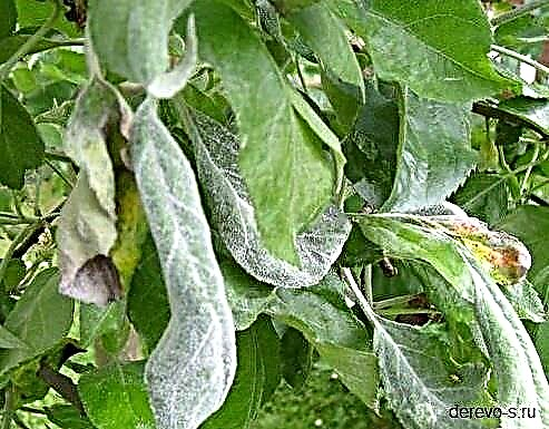 Diseases of apple trees and their treatment: photos and signs of diseases, pests and their control
