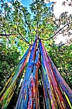 Árvore de arco-íris - planta com casca colorida