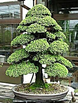 Cryptomeria is the national symbol of Japan