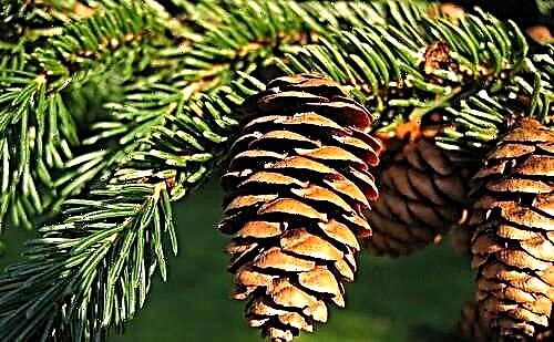 Siberian spruce - a tree listed in the Red Book