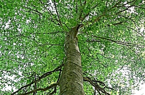Haya - un árbol con madera valiosa