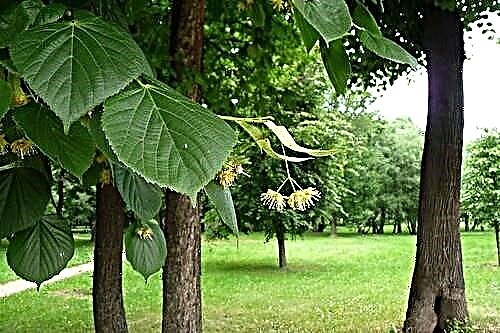 Linden - uma árvore com baixa suscetibilidade a pragas de insetos, excelente planta de mel e material de decoração