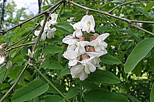 Robinia est une merveilleuse plante de miel et une source de matières premières médicinales