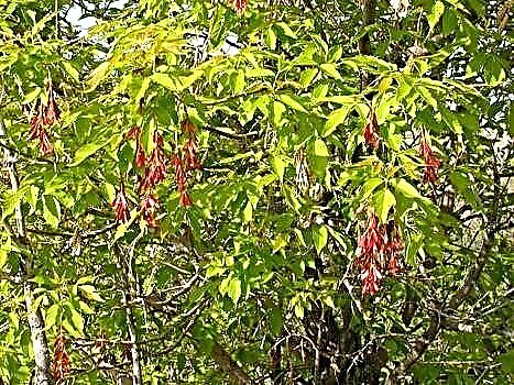 Acero americano con foglie di cenere - un albero pittoresco con una corona irregolare
