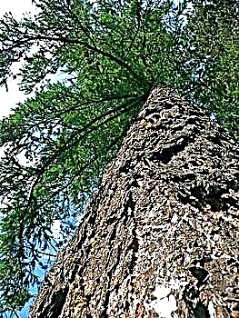 الصنوبر - شجرة صنوبرية باسم خادع