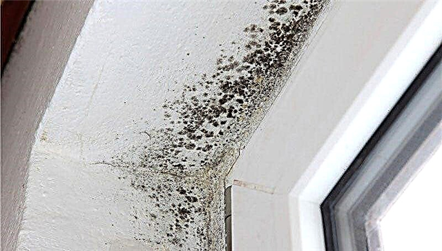 Methods for getting rid of fungus and mold on window slopes