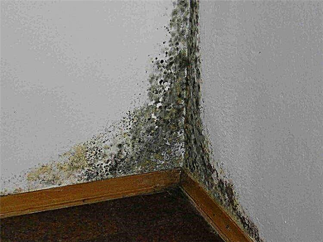 ¿Por qué se mojan las paredes de un apartamento o casa y qué hacer con él?