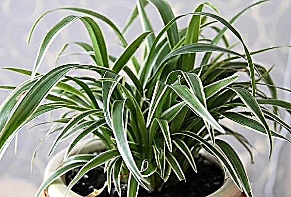 9 indoor plants that clean the air in the house