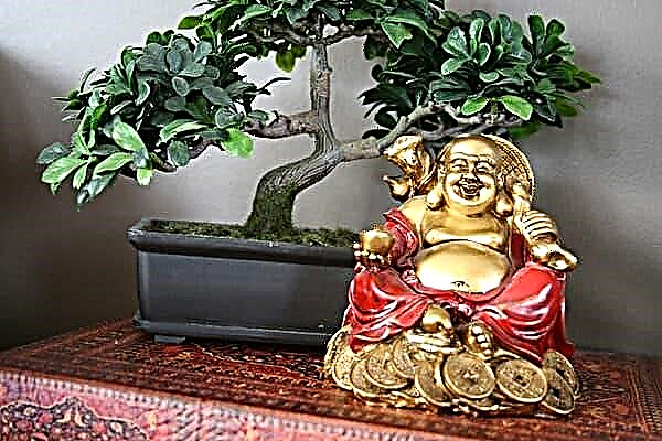 What should be placed in Feng Shui rooms for happiness and wealth?