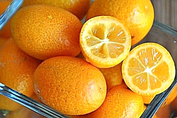 Kumquat pomaže kod mamurluka - je li to istina ili druga narodna fikcija?