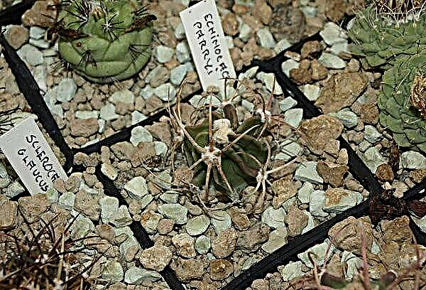 How to grow a sun lover Echinocactus Gruzoni